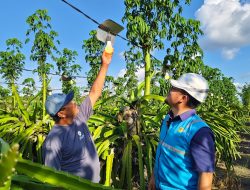 Dukung Ekonomi Kerakyatan, PLN Elektrifikasi 21 Ribu Lebih Petani Buah Naga di Banyuwangi
