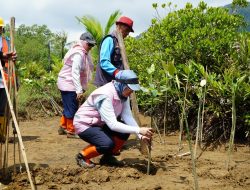 Sinergi bersama Masyarakat Trenggalek Menuju Net Zero Emission, PLN Lakukan Penanaman Mangrove di Pancer Cengkrong