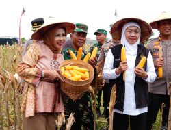 Wabup Sidoarjo Bersama Gubernur Jatim dan Forkopimda Panen Raya Jagung Kuartal I 2026 di Desa Kedensari