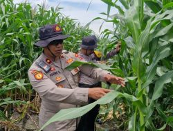 Sinergitas Dukung Ketahanan Pangan Melalui Tanam Jagung di Desa Seduri