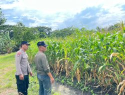 Bhabinkamtibmas Polsek Taman Cek Lahan Jagung dan Berdialog dengan Warga