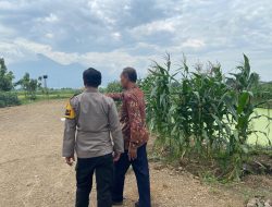 Polresta Sidoarjo Optimalkan Swasembada Pangan, Dampingi Petani Jagung di Krembung