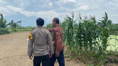 Polresta Sidoarjo Optimalkan Swasembada Pangan, Dampingi Petani Jagung di Krembung