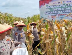Polsek Balongbendo Panen Raya Jagung Dukung Ketahanan Pangan Nasional