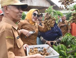 Wabup Sidoarjo Apresiasi Keberadaan Wisata Petik Buah Kelengkeng