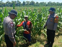 Polsek Balongbendo bersama Petani Optimalkan Tanaman Jagung