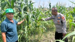 Masifkan Swasembada Pangan dengan Mengelola Tanaman Jagung di Desa Prambon