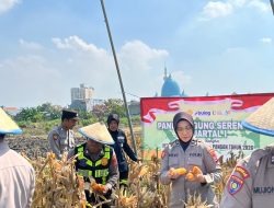Polsek Taman Panen Jagung Serentak, Dukung Ketahanan Pangan Nasional