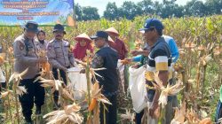 Polsek Balongbendo Panen Raya Jagung Perkasa Hybrida, Dukung Swasembada Pangan Nasional 2026