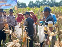 Polsek Balongbendo Panen Raya Jagung Perkasa Hybrida, Dukung Swasembada Pangan Nasional 2026
