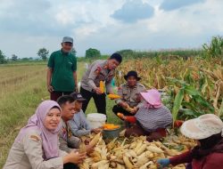 Polsek Tanggulangin Dukung Ketahanan Pangan, Panen Raya Jagung di Desa Randegan