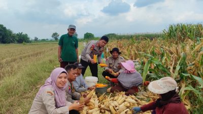 Polsek Tanggulangin Dukung Ketahanan Pangan, Panen Raya Jagung di Desa Randegan