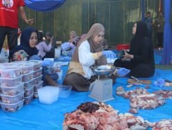 PLN UIT Jawa Bagian Timur dan Bali Tebar Senyum Idul Adha 1447 H, Salurkan Puluhan Hewan Kurban