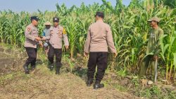 Polsek Candi Dampingi Petani Pantau Pertumbuhan Jagung Dukung Ketahanan Pangan