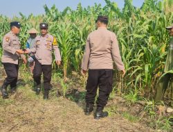Polsek Candi Dampingi Petani Pantau Pertumbuhan Jagung Dukung Ketahanan Pangan