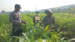 Polsek Wonoayu Pantau Lahan Jagung Desa Popoh Dukung Swasembada Pangan
