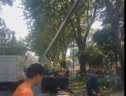 Masyarakat Diminta Segera Melapor Ketika Melihat Pohon Berisiko Tumbang
