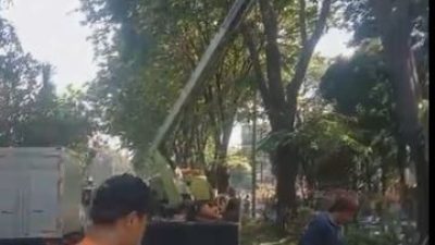 Masyarakat Diminta Segera Melapor Ketika Melihat Pohon Berisiko Tumbang