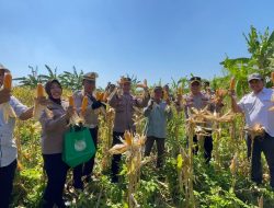 Panen Raya Jagung di Punggul, Polsek Gedangan Perkuat Swasembada Pangan
