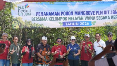 PLN UIT JBM Tanam 16.500 Bibit Mangrove di Bali, Perkuat Komitmen Pelestarian Ekosistem Pesisir